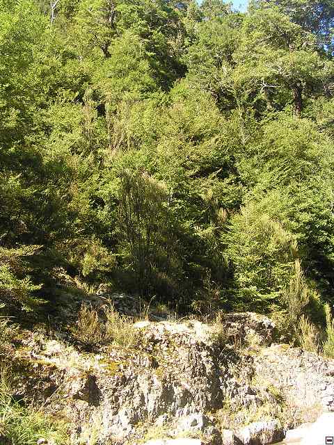 NZ leden-unor 2006 227.jpg